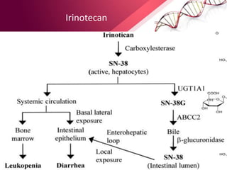Irinotecan
 