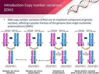 Introduction Copy number variations
(CNV)
• DNA copy number variations (CNVs) are an important component of genetic
variation, affecting a greater fraction of the genome than single nucleotide
polymorphisms (SNPs).
 