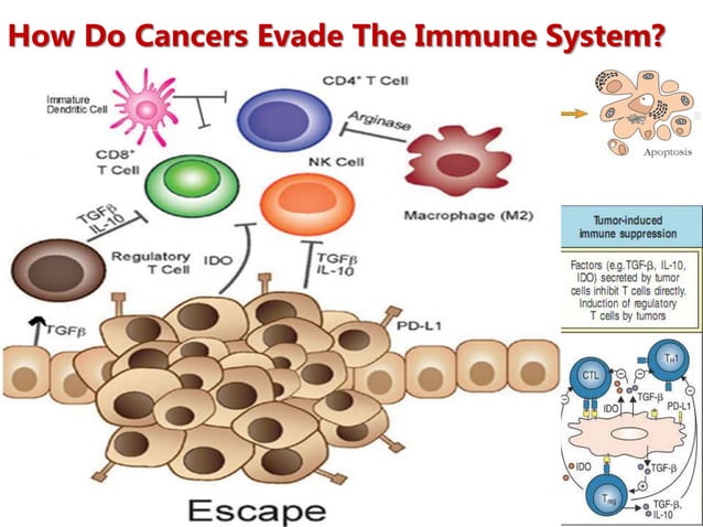 Cancer and the Immune System | PPTX