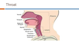 Throat
 