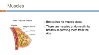 Muscles
41
 Breast has no muscle tissue
 There are muscles underneath the
breasts separating them from the
ribs
 