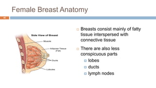 Female Breast Anatomy
42
 Breasts consist mainly of fatty
tissue interspersed with
connective tissue
 There are also less
conspicuous parts
 lobes
 ducts
 lymph nodes
 
