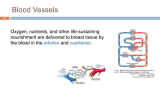 Blood Vessels
45
Oxygen, nutrients, and other life-sustaining
nourishment are delivered to breast tissue by
the blood in the arteries and capillaries.
 