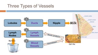 Three Types of Vessels
47
Bacteria
Blood
Vessels
Cell life
2
Lymph
Nodes
Lymph
Vessels
3
MilkLobules Ducts Nipple
1
 