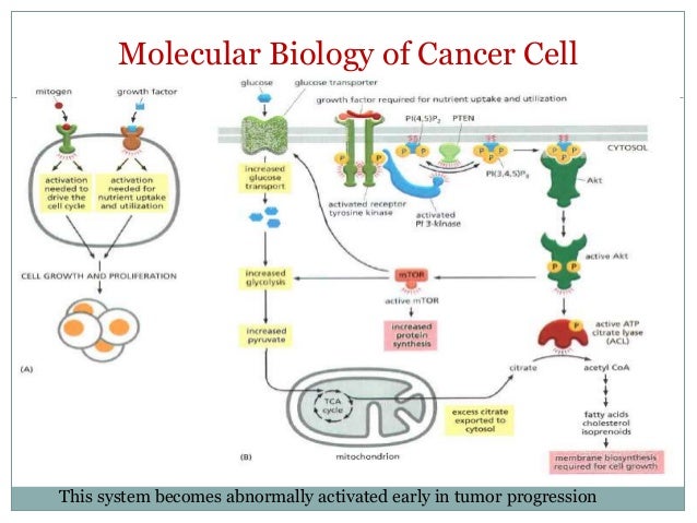 Image Result For Kidney Cancer Metastasis Image Result For Kidney Cancer Metastasis