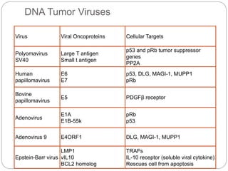 DNA Tumor Viruses
Virus Viral Oncoproteins Cellular Targets
Polyomavirus
SV40
Large T antigen
Small t antigen
p53 and pRb tumor suppressor
genes
PP2A
Human
papillomavirus
E6
E7
p53, DLG, MAGI-1, MUPP1
pRb
Bovine
papillomavirus
E5 PDGFβ receptor
Adenovirus
E1A
E1B-55k
pRb
p53
Adenovirus 9 E4ORF1 DLG, MAGI-1, MUPP1
Epstein-Barr virus
LMP1
vIL10
BCL2 homolog
TRAFs
IL-10 receptor (soluble viral cytokine)
Rescues cell from apoptosis
 
