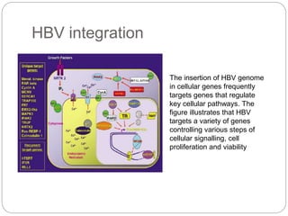 HBV integration
The insertion of HBV genome
in cellular genes frequently
targets genes that regulate
key cellular pathways. The
figure illustrates that HBV
targets a variety of genes
controlling various steps of
cellular signalling, cell
proliferation and viability
 