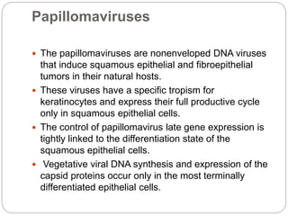 Papillomaviruses
 The papillomaviruses are nonenveloped DNA viruses
that induce squamous epithelial and fibroepithelial
tumors in their natural hosts.
 These viruses have a specific tropism for
keratinocytes and express their full productive cycle
only in squamous epithelial cells.
 The control of papillomavirus late gene expression is
tightly linked to the differentiation state of the
squamous epithelial cells.
 Vegetative viral DNA synthesis and expression of the
capsid proteins occur only in the most terminally
differentiated epithelial cells.
 