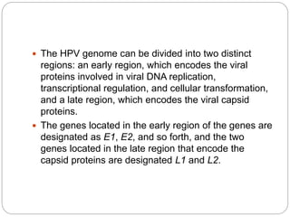  The HPV genome can be divided into two distinct
regions: an early region, which encodes the viral
proteins involved in viral DNA replication,
transcriptional regulation, and cellular transformation,
and a late region, which encodes the viral capsid
proteins.
 The genes located in the early region of the genes are
designated as E1, E2, and so forth, and the two
genes located in the late region that encode the
capsid proteins are designated L1 and L2.
 