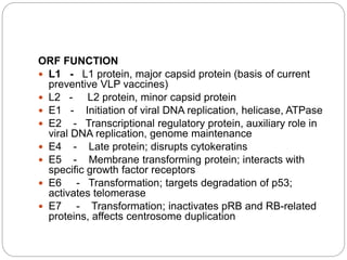 ORF FUNCTION
 L1 - L1 protein, major capsid protein (basis of current
preventive VLP vaccines)
 L2 - L2 protein, minor capsid protein
 E1 - Initiation of viral DNA replication, helicase, ATPase
 E2 - Transcriptional regulatory protein, auxiliary role in
viral DNA replication, genome maintenance
 E4 - Late protein; disrupts cytokeratins
 E5 - Membrane transforming protein; interacts with
specific growth factor receptors
 E6 - Transformation; targets degradation of p53;
activates telomerase
 E7 - Transformation; inactivates pRB and RB-related
proteins, affects centrosome duplication
 