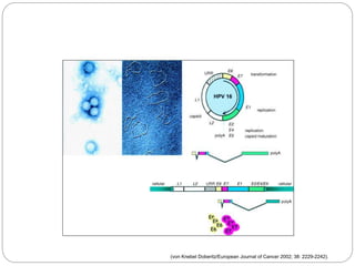 (von Knebel Doberitz/European Journal of Cancer 2002; 38: 2229-2242).
Genomic Map of HPV
 