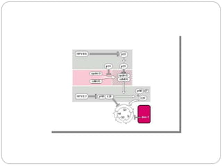 The interactions of E6 and E7
 