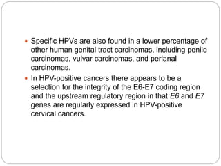  Specific HPVs are also found in a lower percentage of
other human genital tract carcinomas, including penile
carcinomas, vulvar carcinomas, and perianal
carcinomas.
 In HPV-positive cancers there appears to be a
selection for the integrity of the E6-E7 coding region
and the upstream regulatory region in that E6 and E7
genes are regularly expressed in HPV-positive
cervical cancers.
 