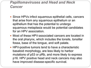 Papillomaviruses and Head and Neck
Cancer
 Since HPVs infect squamous epithelial cells, cancers
that arise from any squamous epithelium or an
epithelium that has the potential to undergo
squamous metaplasia would be potential candidates
for an HPV association.
 Most of these HPV-associated cancers are located in
the oral pharynx, which includes the tonsils, tonsillar
fossa, base of the tongue, and soft palate.
 HPV-positive tumors tend to have a characteristic
basaloid morphology, are less likely to harbor
mutations of p53 or pRb, and more likely to express
p16. HPV positive head and neck cancers may also
have improved disease-specific survival.
 