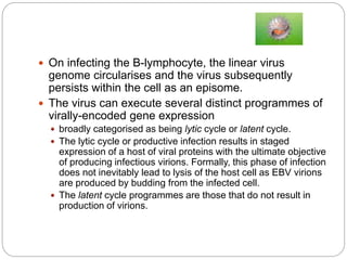  On infecting the B-lymphocyte, the linear virus
genome circularises and the virus subsequently
persists within the cell as an episome.
 The virus can execute several distinct programmes of
virally-encoded gene expression
 broadly categorised as being lytic cycle or latent cycle.
 The lytic cycle or productive infection results in staged
expression of a host of viral proteins with the ultimate objective
of producing infectious virions. Formally, this phase of infection
does not inevitably lead to lysis of the host cell as EBV virions
are produced by budding from the infected cell.
 The latent cycle programmes are those that do not result in
production of virions.
 