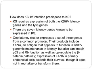 How does KSHV infection predispose to KS?
 KS requires expression of both the KSHV latency
genes and the lytic genes.
 There are seven latency genes known to be
expressed in KS.
 One latency cluster expresses a set of three genes
from a common promoter. Their products include
LANA, an antigen that appears to function in KSHV
genomic maintenance in latency, but also can impair
p53 and Rb function as well as up-regulate the β-
catenin pathway; expression of LANA in primary
endothelial cells extends their survival, though it does
not immortalize or transform them.
 