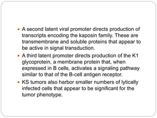 A second latent viral promoter directs production of
transcripts encoding the kaposin family. These are
transmembrane and soluble proteins that appear to
be active in signal transduction.
 A third latent promoter directs production of the K1
glycoprotein, a membrane protein that, when
expressed in B cells, activates a signaling pathway
similar to that of the B-cell antigen receptor.
 KS tumors also harbor smaller numbers of lytically
infected cells that appear to be significant for the
tumor phenotype.
 