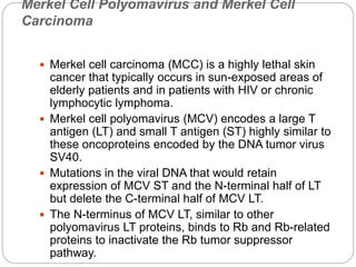 Merkel Cell Polyomavirus and Merkel Cell
Carcinoma
 Merkel cell carcinoma (MCC) is a highly lethal skin
cancer that typically occurs in sun-exposed areas of
elderly patients and in patients with HIV or chronic
lymphocytic lymphoma.
 Merkel cell polyomavirus (MCV) encodes a large T
antigen (LT) and small T antigen (ST) highly similar to
these oncoproteins encoded by the DNA tumor virus
SV40.
 Mutations in the viral DNA that would retain
expression of MCV ST and the N-terminal half of LT
but delete the C-terminal half of MCV LT.
 The N-terminus of MCV LT, similar to other
polyomavirus LT proteins, binds to Rb and Rb-related
proteins to inactivate the Rb tumor suppressor
pathway.
 