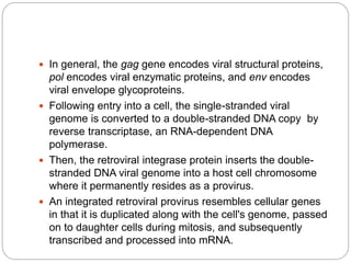  In general, the gag gene encodes viral structural proteins,
pol encodes viral enzymatic proteins, and env encodes
viral envelope glycoproteins.
 Following entry into a cell, the single-stranded viral
genome is converted to a double-stranded DNA copy by
reverse transcriptase, an RNA-dependent DNA
polymerase.
 Then, the retroviral integrase protein inserts the double-
stranded DNA viral genome into a host cell chromosome
where it permanently resides as a provirus.
 An integrated retroviral provirus resembles cellular genes
in that it is duplicated along with the cell's genome, passed
on to daughter cells during mitosis, and subsequently
transcribed and processed into mRNA.
 