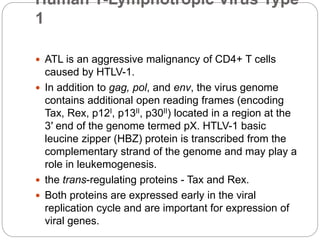 Human T-Lymphotropic Virus Type
1
 ATL is an aggressive malignancy of CD4+ T cells
caused by HTLV-1.
 In addition to gag, pol, and env, the virus genome
contains additional open reading frames (encoding
Tax, Rex, p12I, p13II, p30II) located in a region at the
3′ end of the genome termed pX. HTLV-1 basic
leucine zipper (HBZ) protein is transcribed from the
complementary strand of the genome and may play a
role in leukemogenesis.
 the trans-regulating proteins - Tax and Rex.
 Both proteins are expressed early in the viral
replication cycle and are important for expression of
viral genes.
 