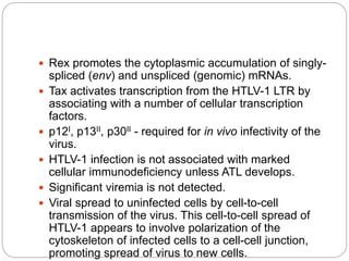  Rex promotes the cytoplasmic accumulation of singly-
spliced (env) and unspliced (genomic) mRNAs.
 Tax activates transcription from the HTLV-1 LTR by
associating with a number of cellular transcription
factors.
 p12I, p13II, p30II - required for in vivo infectivity of the
virus.
 HTLV-1 infection is not associated with marked
cellular immunodeficiency unless ATL develops.
 Significant viremia is not detected.
 Viral spread to uninfected cells by cell-to-cell
transmission of the virus. This cell-to-cell spread of
HTLV-1 appears to involve polarization of the
cytoskeleton of infected cells to a cell-cell junction,
promoting spread of virus to new cells.
 