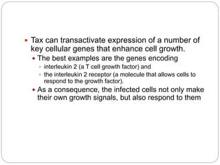  Tax can transactivate expression of a number of
key cellular genes that enhance cell growth.
 The best examples are the genes encoding
 interleukin 2 (a T cell growth factor) and
 the interleukin 2 receptor (a molecule that allows cells to
respond to the growth factor).
 As a consequence, the infected cells not only make
their own growth signals, but also respond to them
 