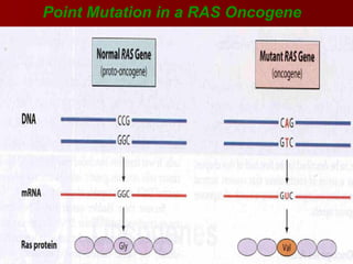 Point Mutation Ras bochemistry ofand cancer biochemistry.ppt