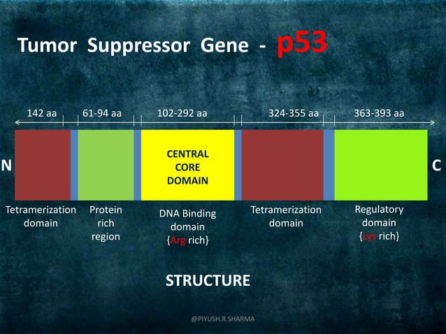 Cancer biology (Protein-53 Tumor suppressor gene) | PPT
