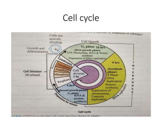Cell cycle
 