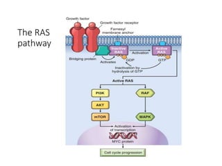 The RAS
pathway
 