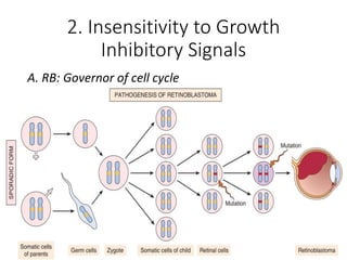 2. Insensitivity to Growth
Inhibitory Signals
A. RB: Governor of cell cycle
• rnor of the Cell
 
