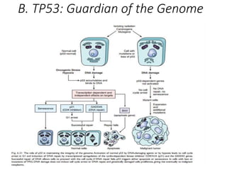 B. TP53: Guardian of the Genome
 