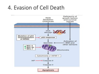 4. Evasion of Cell Death
 
