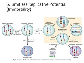 5. Limitless Replicative Potential
(Immortality)
 