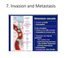 7. Invasion and Metastasis
 