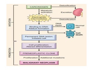 Mechanisms of Action
• Most are mutagenic, targets are RAS and TP53
 