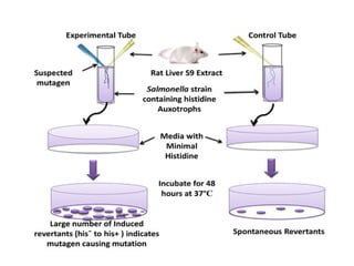 Cancer Biology- mechanisms of carcinogenesis .ppt