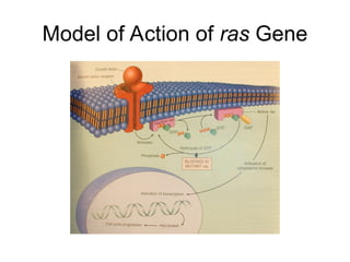 Cancer Biology- mechanisms of carcinogenesis .ppt