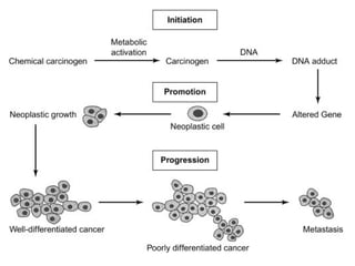 Cancer Biology- mechanisms of carcinogenesis .ppt