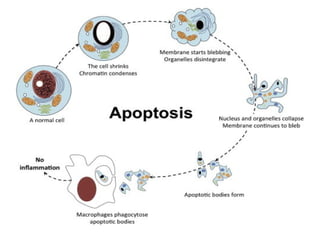 Cancer Biology- mechanisms of carcinogenesis .ppt