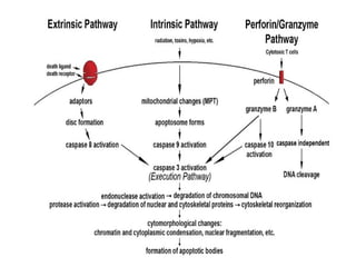 Cancer Biology- mechanisms of carcinogenesis .ppt