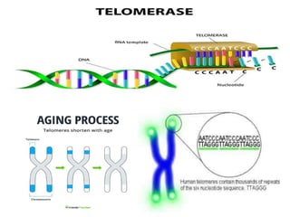 Cancer Biology- mechanisms of carcinogenesis .ppt