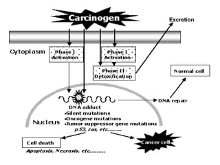 Cancer Biology- mechanisms of carcinogenesis .ppt