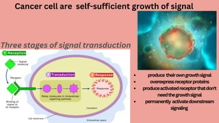 Cancer cell are self-sufficient growth of signal
Three stages of signal transduction
produce theirowngrowthsignal
overexpressreceptorproteins
produceactivatedreceptorthatdon't
needthegrowthsignal
permanently activatedownstream
signaling
 