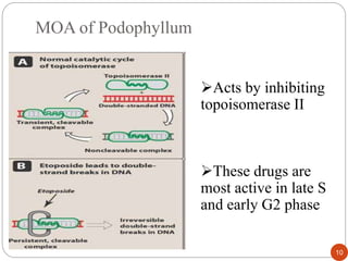 MOA of Podophyllum
10
Acts by inhibiting
topoisomerase II
These drugs are
most active in late S
and early G2 phase
 
