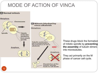 MODE OF ACTION OF VINCA
12
These drugs block the formation
of mitotic spindle by preventing
the assembly of tubulin dimers
into microtubules.
They act primarily on the M
phase of cancer cell cycle.
 