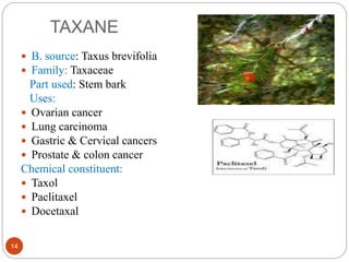 TAXANE
14
 B. source: Taxus brevifolia
 Family: Taxaceae
Part used: Stem bark
Uses:
 Ovarian cancer
 Lung carcinoma
 Gastric & Cervical cancers
 Prostate & colon cancer
Chemical constituent:
 Taxol
 Paclitaxel
 Docetaxal
 