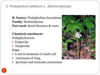2. Podophyllum peltatum L. (Berberidaceae)
9
B. Source: Podophyllum hexandrum
Family: Berberidaceae
Part used: dried rhizomes & roots
Chemical constituent:
Podophyllotoxin
 Etoposide
 Teniposide
Uses:
 Used in treatment of small cell
 carcinoma of lung,
 prostrate and testicular carcinomas
 