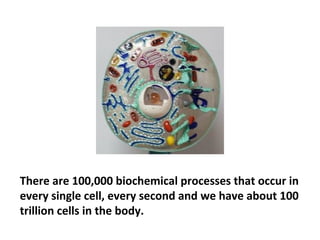 You have to have raw materials to feed the immune
system and you have to have components that modulate
the immune system. Apparently, what’s going on is that
there’s a communication breakdown among the cells.
 
