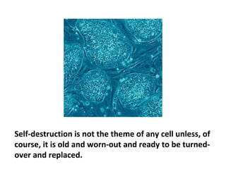 Cancer cells are not part of a malicious disease process.
When cancer cells spread (metastasize) throughout the
body, it is not their purpose or goal to disrupt the body’s
vital functions, infect healthy cells and obliterate their
host (the body).
 